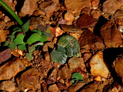 Bulbine mesembryanthemoides