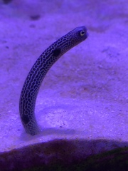 Heteroconger
