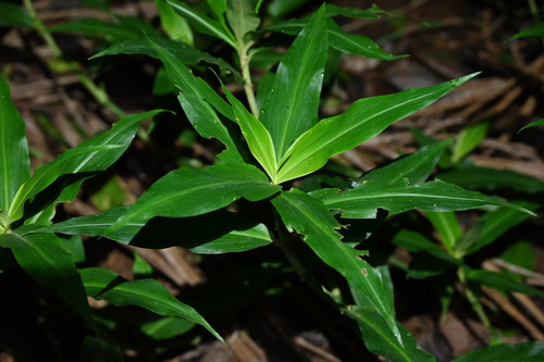 Pollia crispata, photograph 5