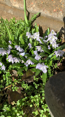 Scilla mischtschenkoana