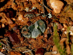 Bulbine mesembryanthemoides