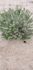 Ericameria cuneata
