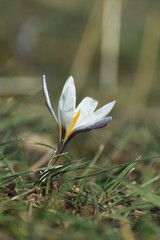Crocus alatavicus