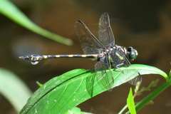 Ictinogomphus decoratus