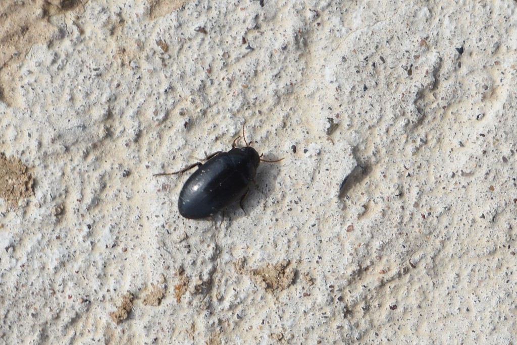 Agabus basalis