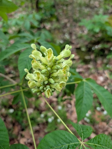 Aesculus sylvatica
