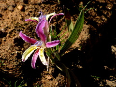 Babiana patula