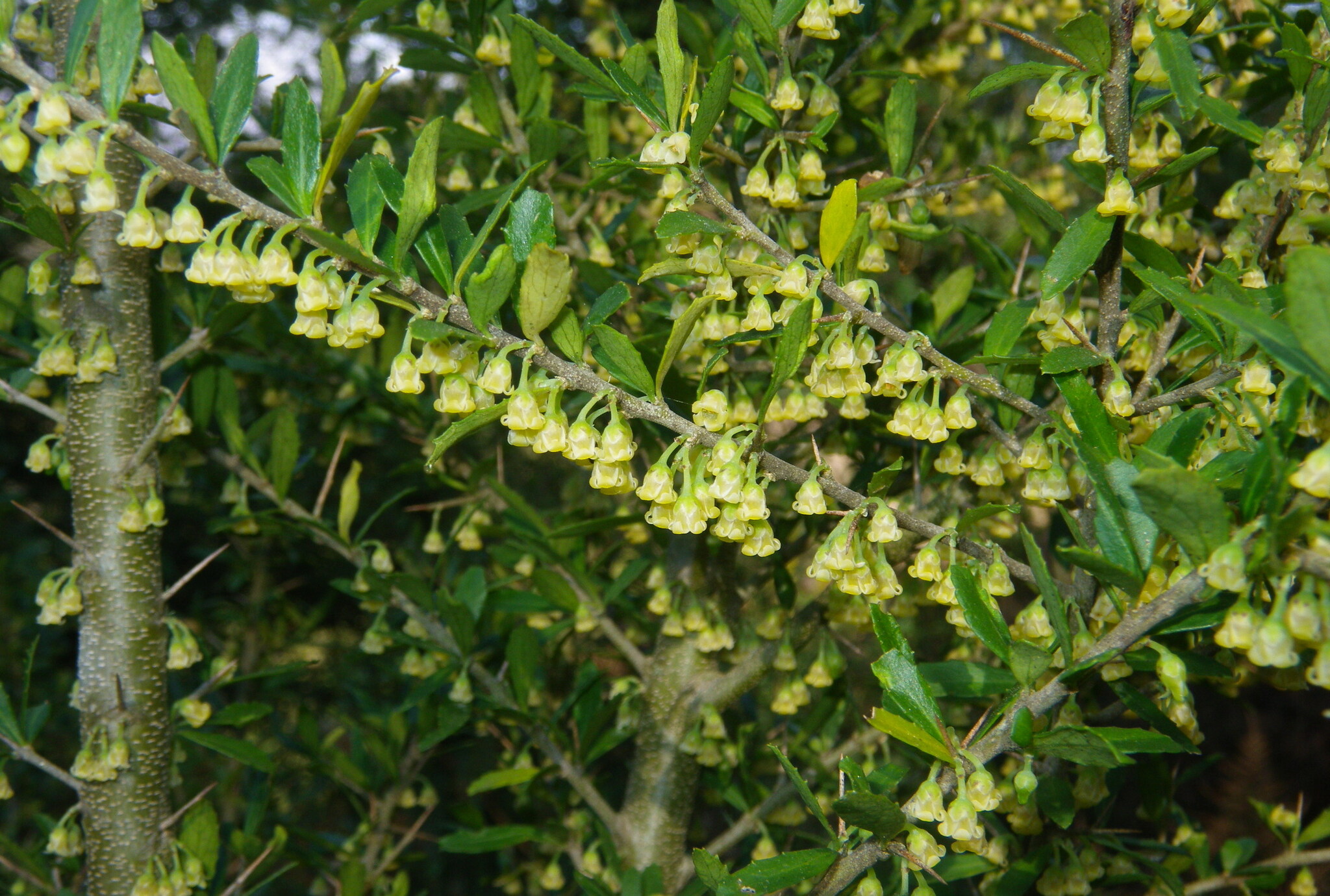 Tree Violet (Melicytus dentatus)