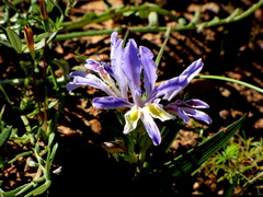 Babiana patula