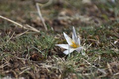 Crocus alatavicus