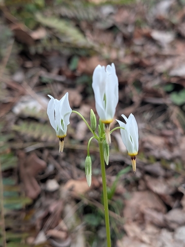 Dodecatheon meadia