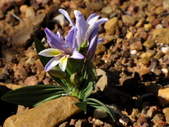 Babiana patula