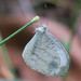 Leptosia nina malayana - Photo (c) Soh Kam Yung,  זכויות יוצרים חלקיות (CC BY-NC), הועלה על ידי Soh Kam Yung