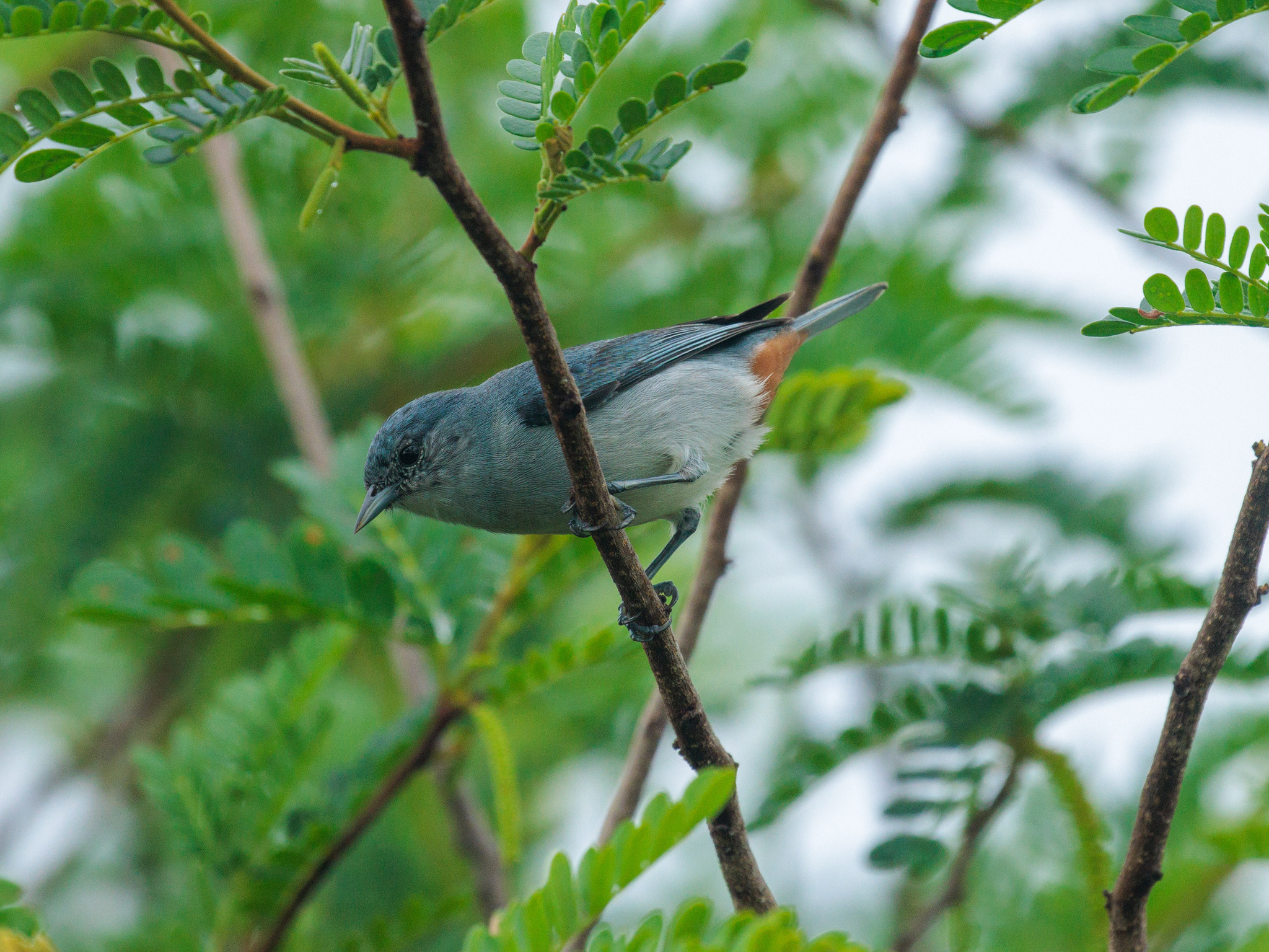 Chestnut-vented Conebill (Conirostrum speciosum), photo 2