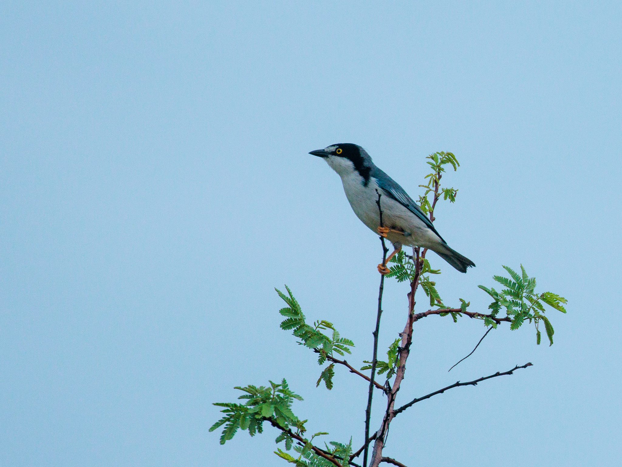 Hooded Tanager (Nemosia pileata), photo 3