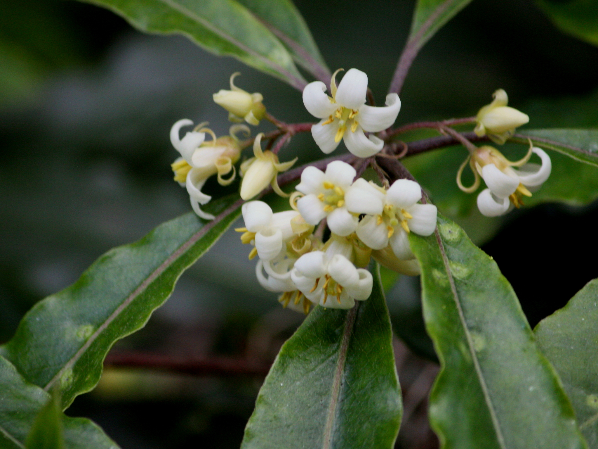 Pittosporaceae