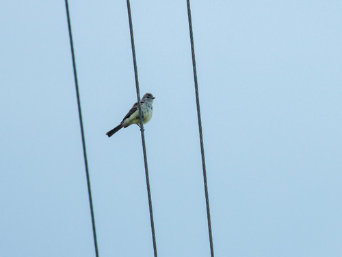 Southern Scrub Flycatcher (Sublegatus modestus), photo 3