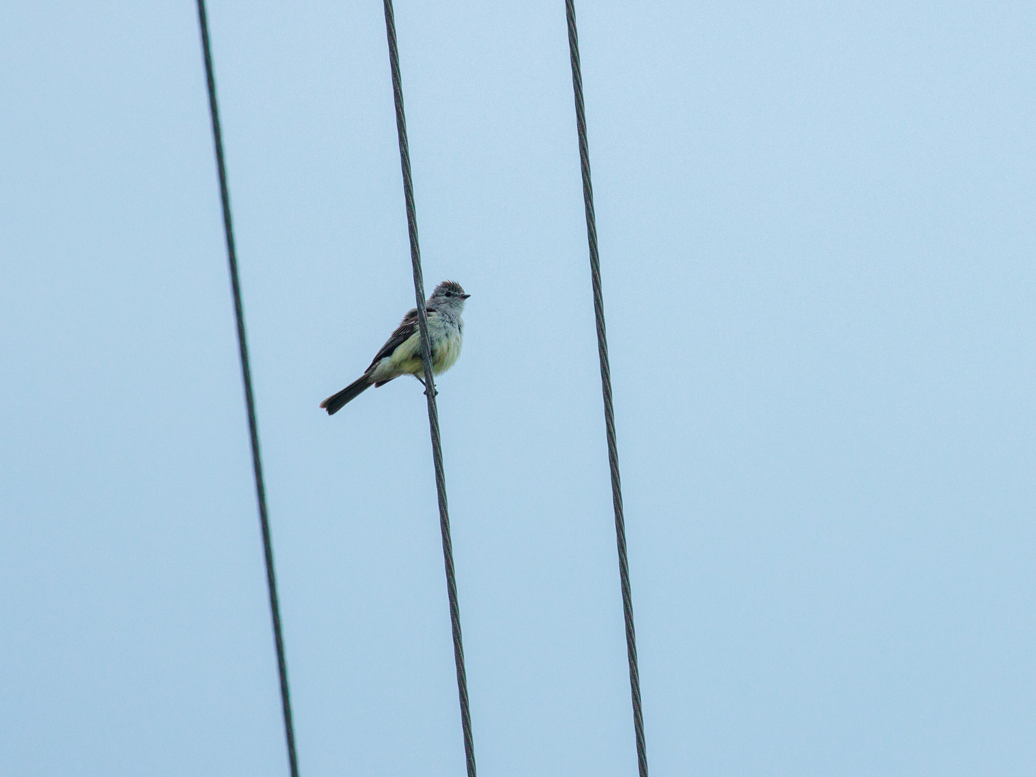 Southern Scrub Flycatcher (Sublegatus modestus), photo 3