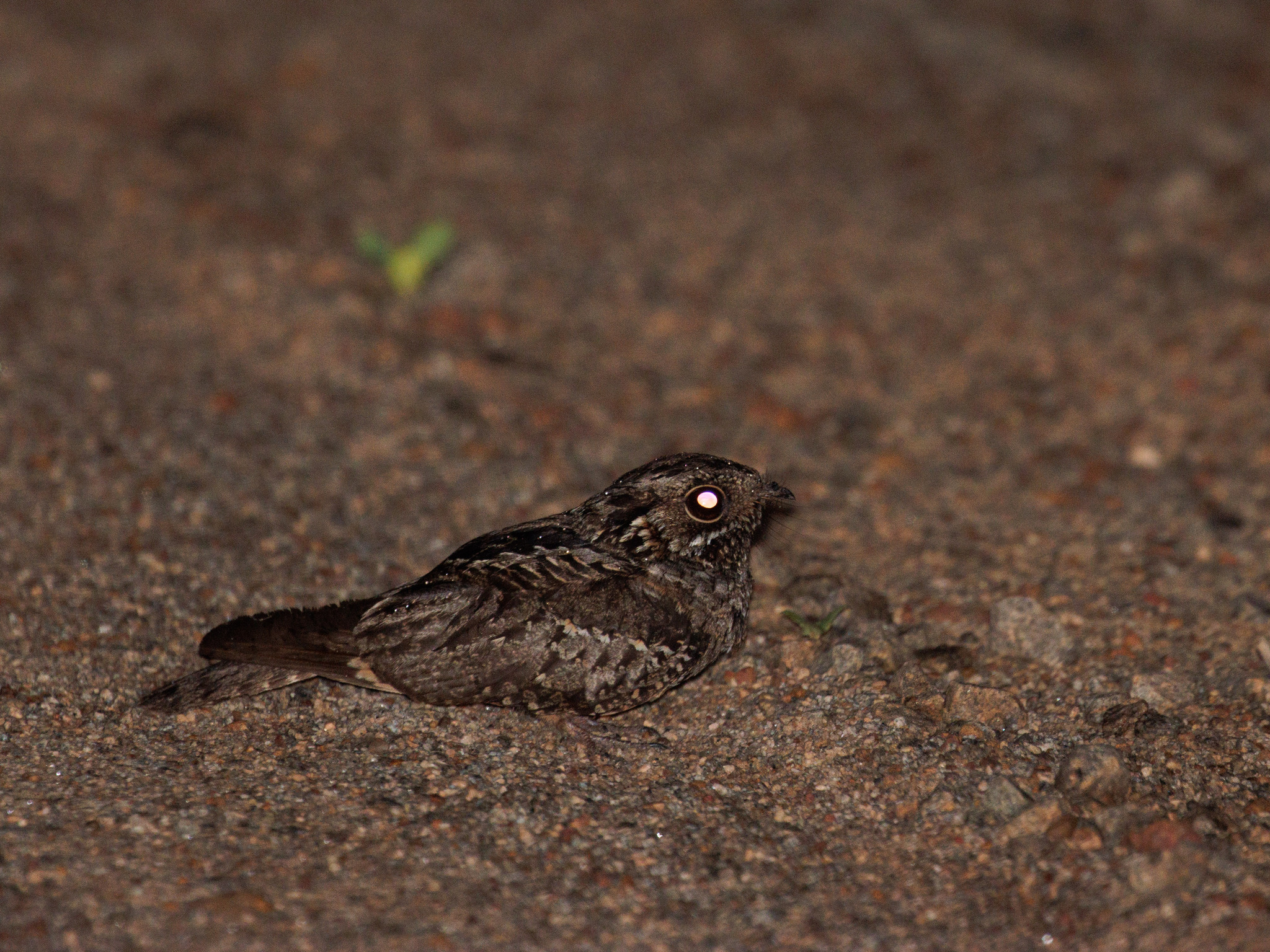 Little Nightjar (Setopagis parvula), photo 3