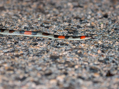 Brazilian False Coral Snake
