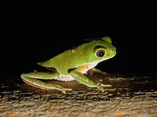 Pithecopus gonzagai