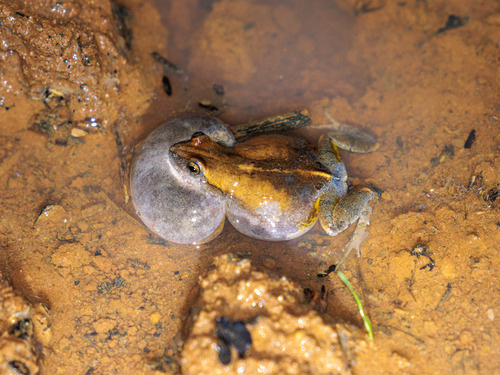 Maracas Dwarf Frog
