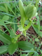 Ophrys umbilicata