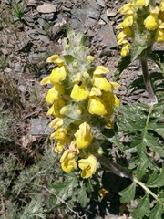 Phlomoides speciosa