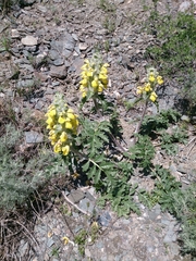 Phlomoides speciosa