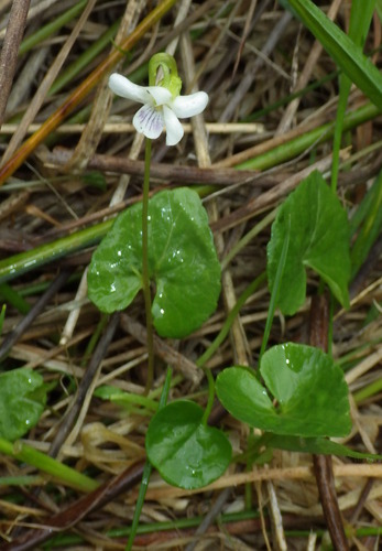 swamp violet (Viola caleyana)