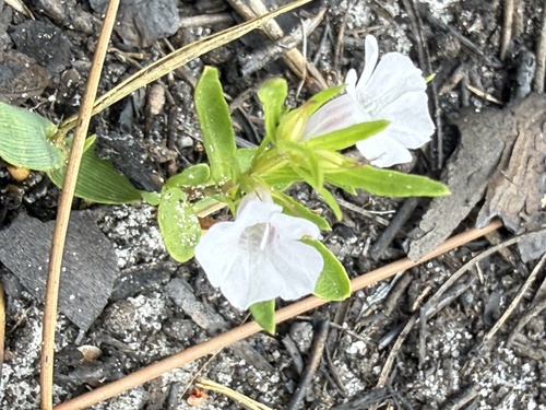 Dyschoriste angusta, photograph 6