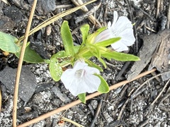 Dyschoriste angusta, photograph author not stated, no rights reserved