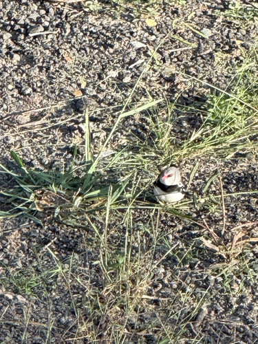 Diamond Firetail (Stagonopleura guttata), photo 3