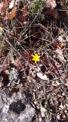Crocus angustifolius