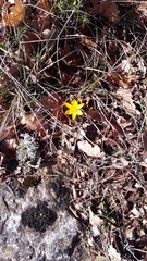 Crocus angustifolius