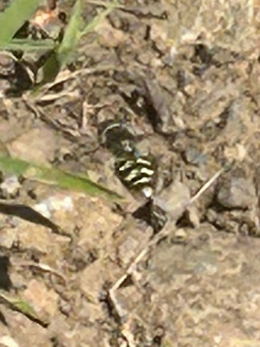 Unknown species found near Sylvan Trail, Redwood City, CA, US