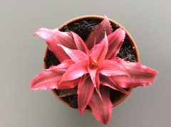 Cryptanthus