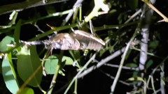 Nesoecia nigrispina