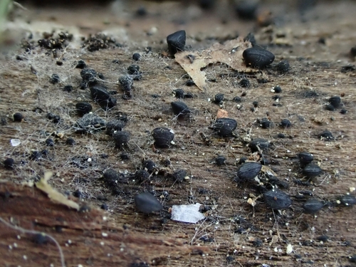 Lophium, 2025-05-29
