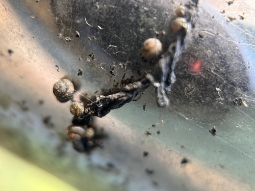 Pupisoma observed 2026-03-15