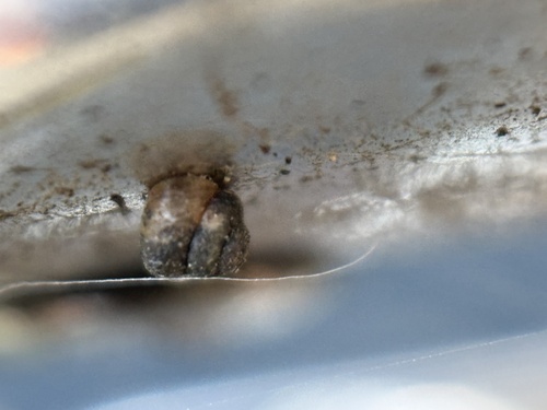 Pupisoma observed 2026-03-15