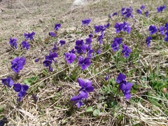 Viola altaica