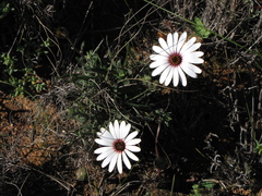 Dimorphotheca nudicaulis