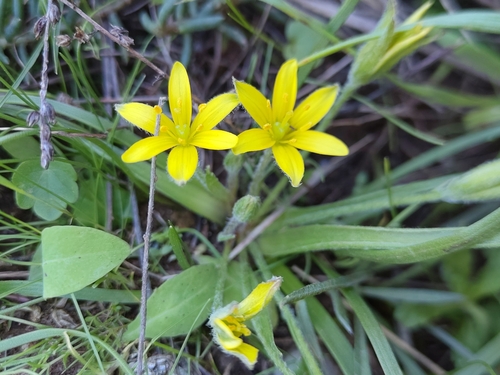 Gagée de Lacaita (Gagea lacaitae)