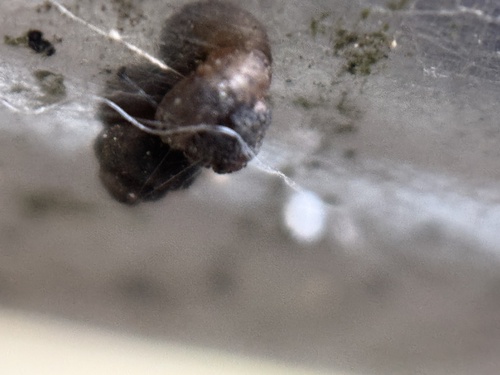 Pupisoma observed 2026-03-15