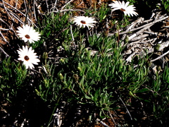 Dimorphotheca nudicaulis