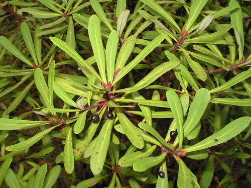 Fragrant Pepperbush (Tasmannia glaucifolia)