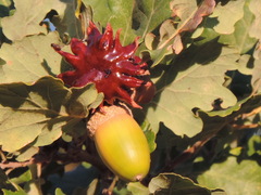 Andricus dentimitratus