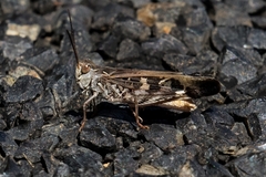Oedaleus australis