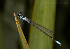 Cyanallagma bonariense